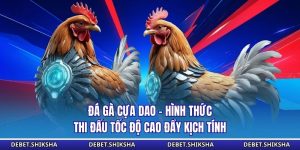 Đá gà cựa dao